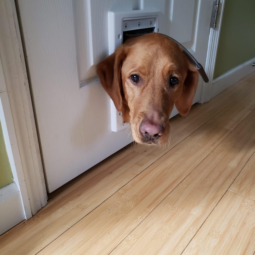 red lab has her head sticking out of a tiny doggy door flap. (it's actually for cats) she is stuck and very concerned
