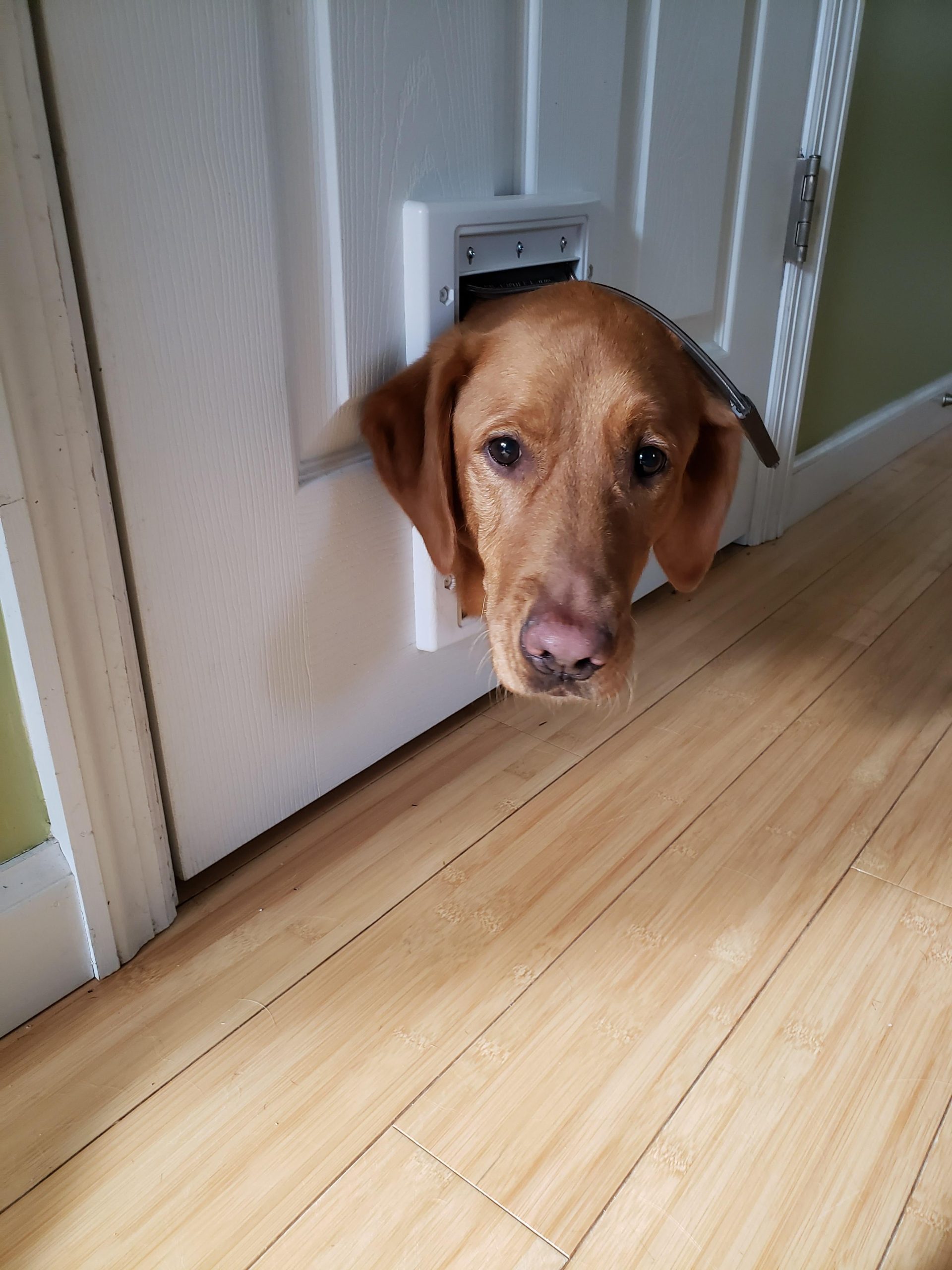 red lab has her head sticking out of a tiny doggy door flap. (it's actually for cats) she is stuck and very concerned