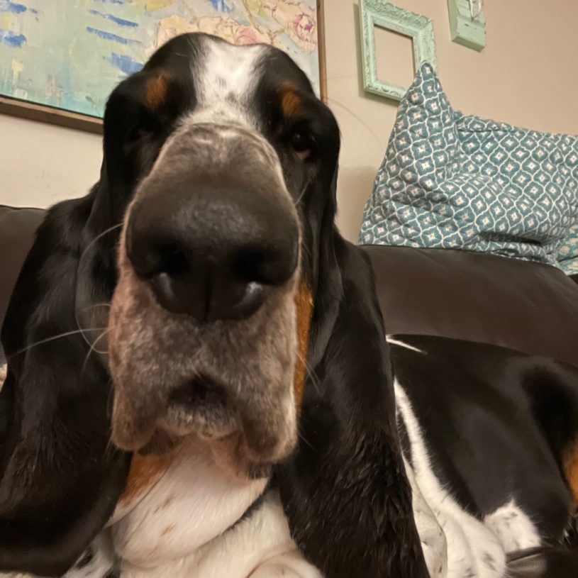 close up selfie of a black and white basset hound. his boop is very close to the camera. can't figure out this dang newfangled phone