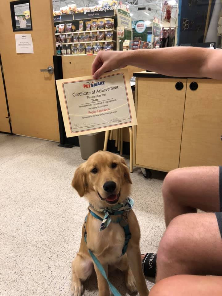 a seated golden retriever smiles for the camera while a human’s arm holds a certificate proudly over his head. he’s smiling and full of hope for his future.