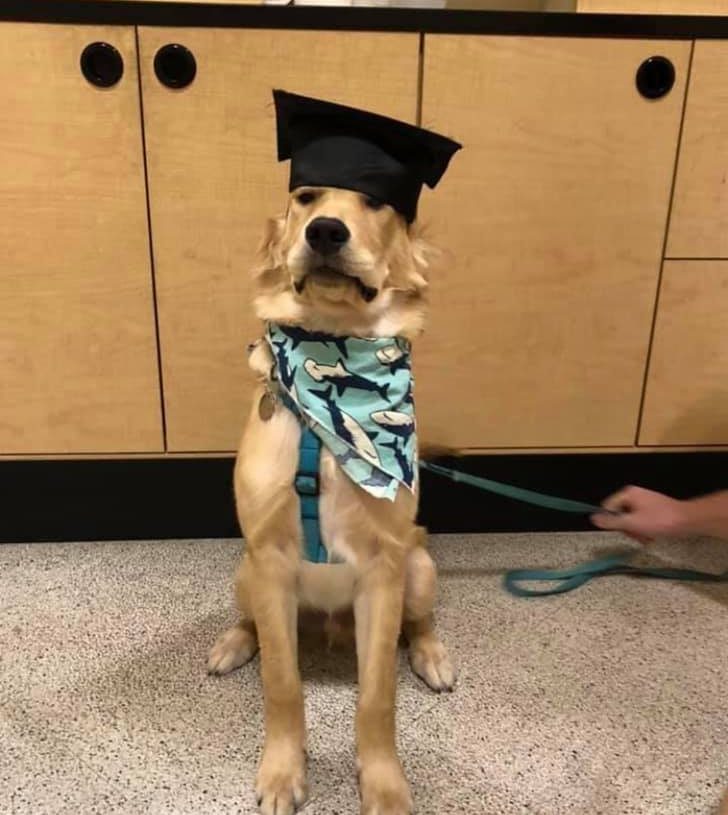 a golden retriever sits tall for the camera. he is wearing a shark-print bandana, a teal harness, and, most importantly, a graduation cap pulled snugly over his noggin that comes down to his eyes. his face is serious, almost stern. the realities of life after school may have hit him, and if one more person asks what he’s doing after graduation, he will absolutely lose it.