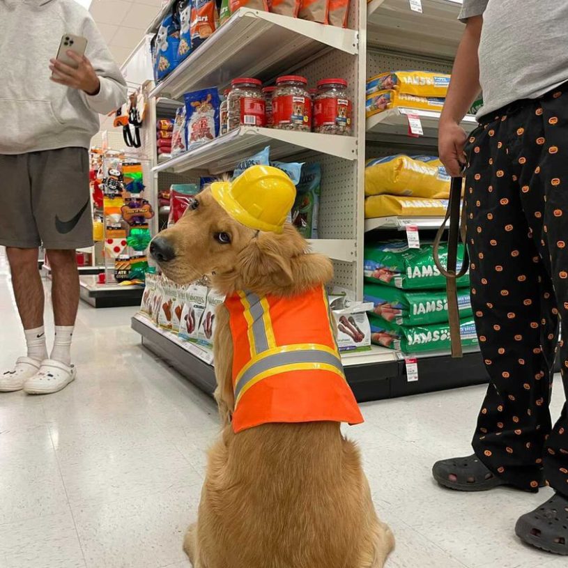 a golden retriever sits on the floor of a pet store facing away from you. he’s wearing a bright orange construction vest and tiny yellow hard hat. he looks back at you over one shoulder wearing a nonplussed expression. nearby, a person is photographing him with their phone while another stands to one side.