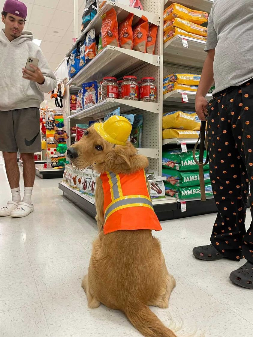 a golden retriever sits on the floor of a pet store facing away from you. he’s wearing a bright orange construction vest and tiny yellow hard hat. he looks back at you over one shoulder wearing a nonplussed expression. nearby, a person is photographing him with their phone while another stands to one side.