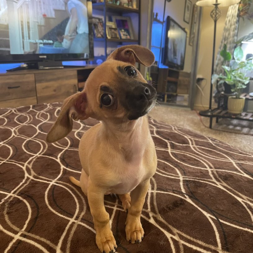 a tiny brown puppy with a black snout and pinkish chest sits on a brown and cream rug in front of a television and some shelves. her head is cocked to the right, allowing one floppy ear to dangle toward the ground and the other to fold up in curiosity. she has on her skeptical eyebrows. her two front paws are tilted in toward each other slightly, making her look polite but determined.