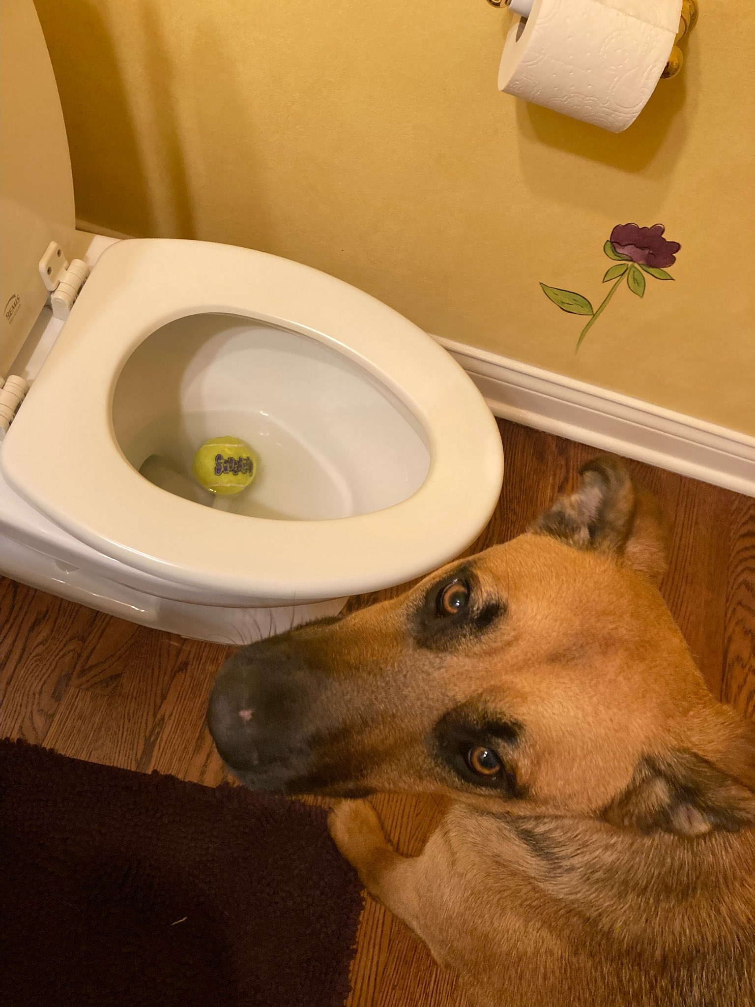 A large brown dog with big brown eyes looks pathetically back at you, asking for help. In front of him, a tennis ball floats helplessly in a toilet.