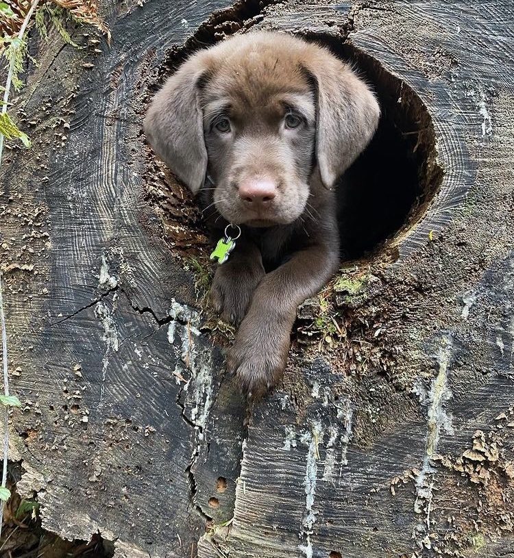 a brown fluffy creature that vaguely resembles a chocolate labrador puppy peers at you from within a hollow in a tree stump. its little green name tag camouflages perfectly with the sprigs of leaves nearby.