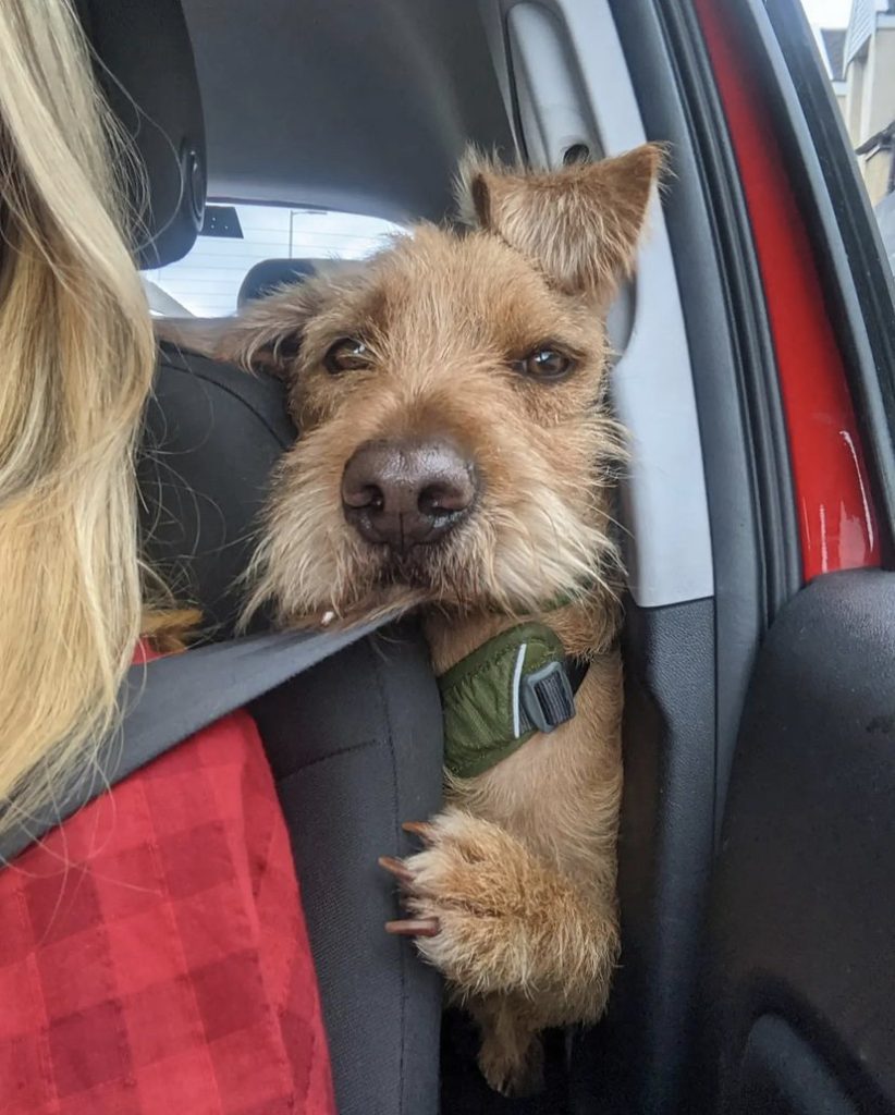 a scruffy brown terrier is sticking his head between the door and the driver’s seat of a red car with black interior. part of a blond person is visible in the seat, and the dog looks like he wants to see what they’re seeing. one of his front paws is curled slightly around the seat to grip his perch. he has a little olive harness on, and one of his ears is alert on the top of his head. he'd make a very effective navigation system.