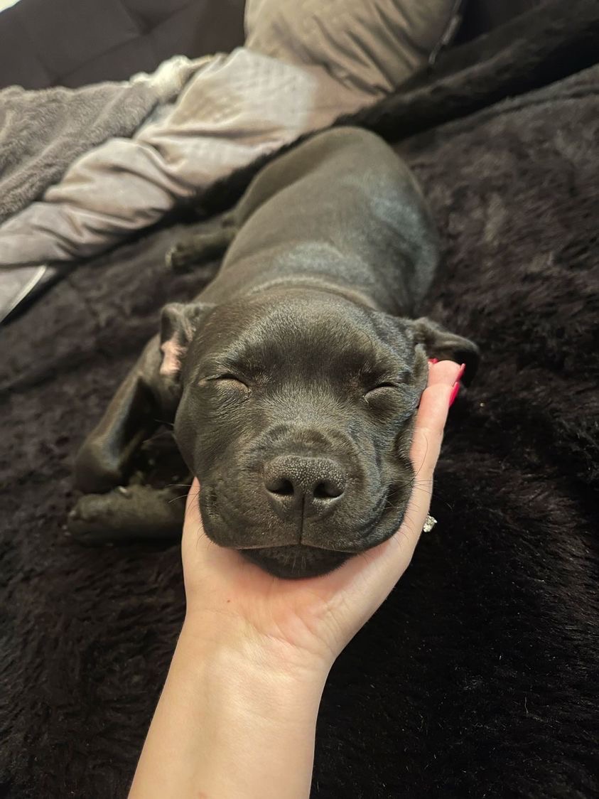 a small black dog is lying down on a cozy black blanket. her front paws are tucked in, and her chin is again resting in a person’s left hand. her eyes are closed peacefully, and she’s got a smile on her face.