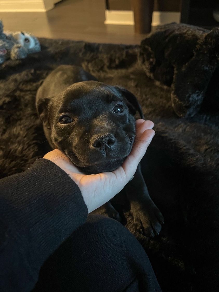 a small black dog is lying down on a cozy black blanket, smiling contentedly. she’s looking up at the camera, which is held by the human who’s holding her head in their hand. a stuffed sloth toy is visible in the background.