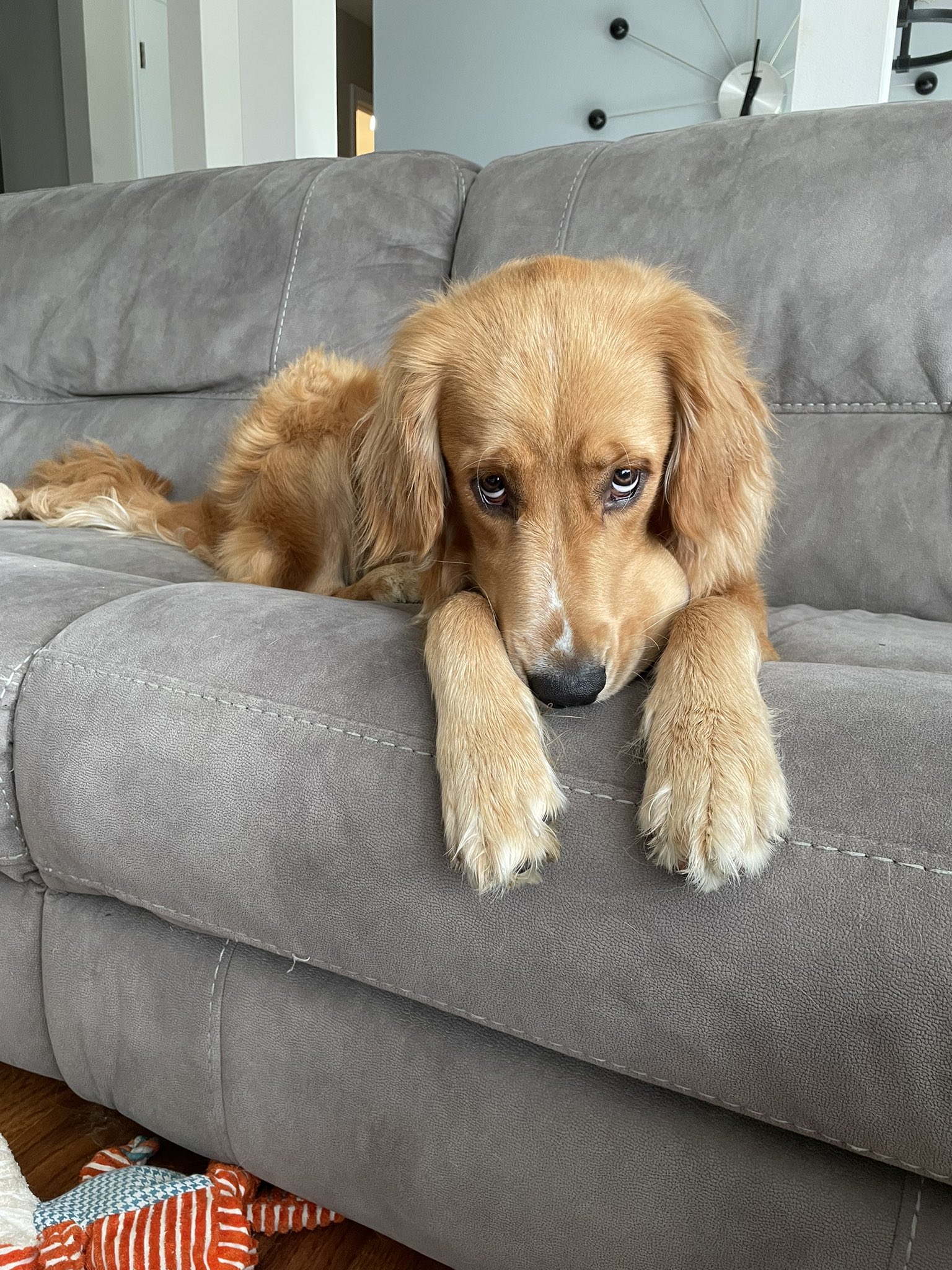 a golden retriever lays on a gray couch with slightly concerned eyebrows and a mysterious lump on the left side of his snout. he's avoiding eye contact by looking off to his right.
