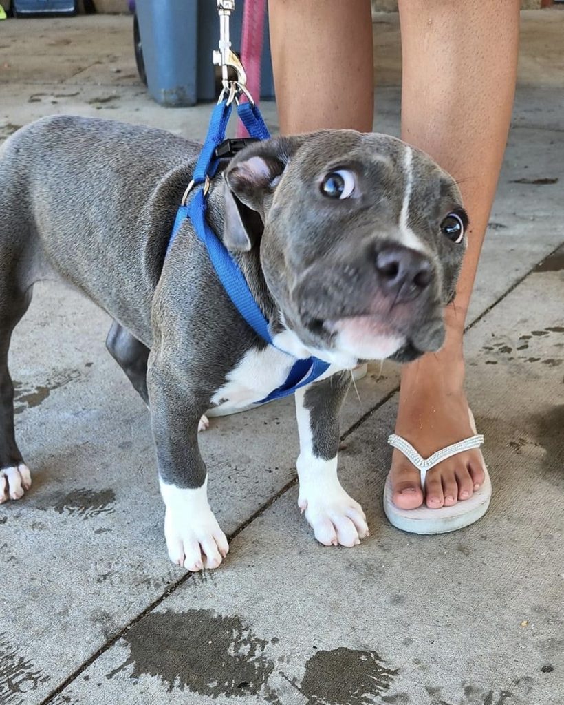 a gray and white pit mix puppy stands very close to her human’s feet on a sidewalk. her eyes are so wide the whites are visible, and she’s looking up and to the right. her ears are pinned back. she was clearly not expecting to see you there.