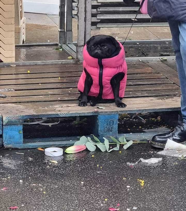 a black pug wearing a bright pink puffy vest sits on a deck staring into the distance. a pink and yellow flower is on the wet asphalt in front of them. this may or may not be rock bottom.
