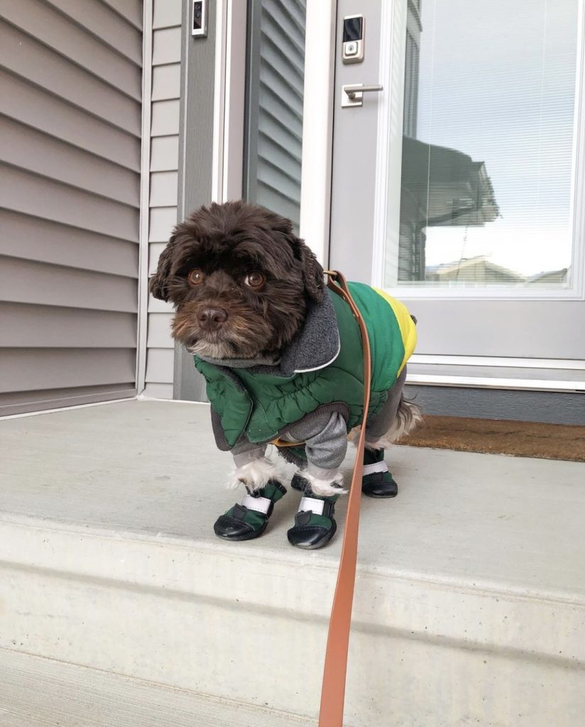 a chocolate colored havanese stands with a concerned expression at the top of a set of porch steps. he’s wearing a gray sweatshirt, a green and yellow puffy vest that’s velcroed shut at the front, and a set of four green and black booties. white fur pops out wildly between the bottom of the sweatshirt sleeves and the tops of the booties.