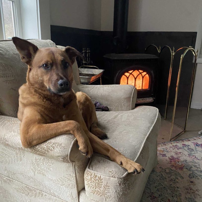 a medium brown dog stares at you from his seat on a leaf-patterned beige armchair. he has one elbow propped up on the arm, his paw hanging over the front edge nonchalantly. his gaze is intense, and one ear is perked up. there’s a wood-burning stove in the background that gives this photo a real “fireside chats” vibe.