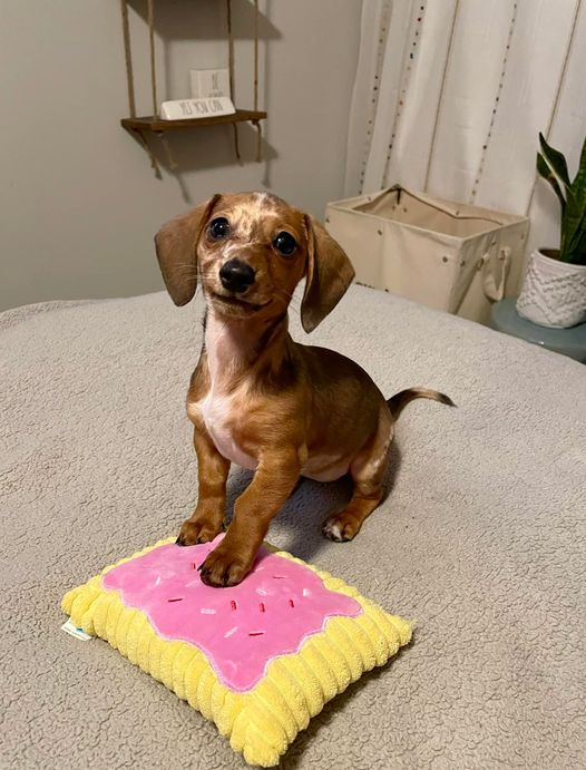 a small brown dog with white speckles on her face and chest stands proudly on a beige blanket. she is smirking slightly and has one front foot placed gingerly on a stuffed toy that’s almost her size that resembles a pop-tart. the toaster pastry toy has fabric accents to resemble pink frosting and multicolored sprinkles.