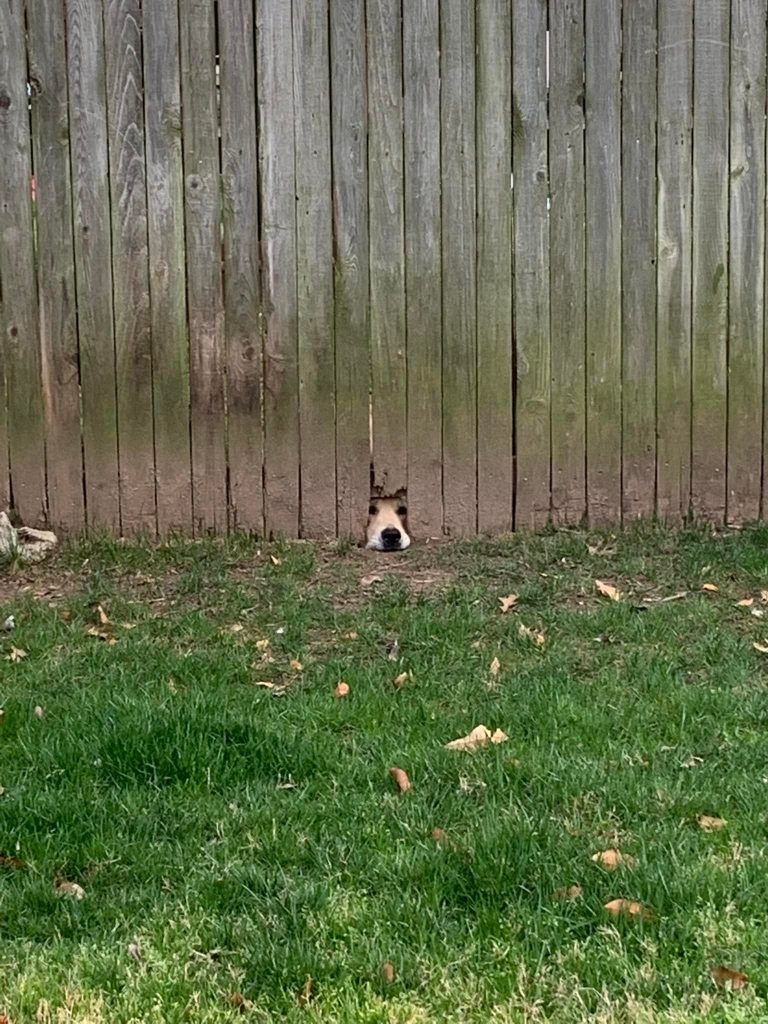 a photo divided in half between vertical wooden fencing and bright green grass. at the bottom of one of the planks of wood, a few inches have been damaged or removed, and in their place, a golden retriever's snout slots in perfectly. their chin rests on the ground, and their two dark eyes are just visible in the gap. their fur almost blends in with a few scattered leaves nearby.
