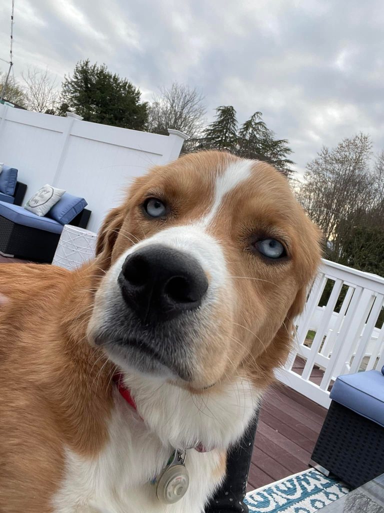 a tan and white dog with very light blue eyes stands on a patio on a cloudy day. he looks very grumpy, with his eyes half closed in piercing slits. dares you to ask if he's working hard or hardly working.